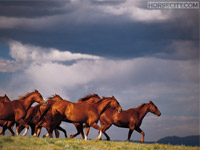 runninghorses.jpg